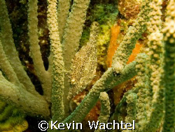 Pygmy Filefish hiding in coral.  Nikon D-70S by Kevin Wachtel 